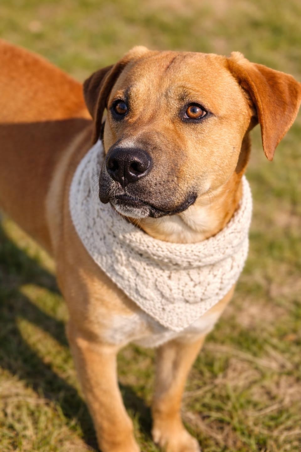 Enlarge Zayden, an adopted mixed breed in Effingham, IL image 4/5