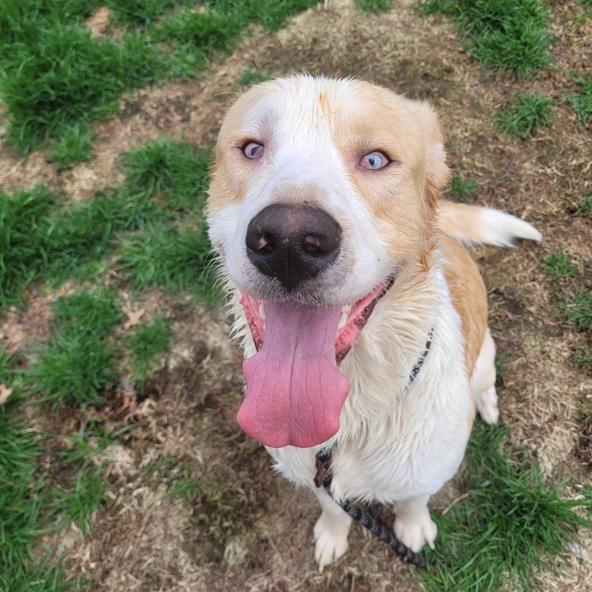 Papa ( Seeking holistic minded adopters), a ADOPTABLE mixed breed in Warren, MI image 1/6