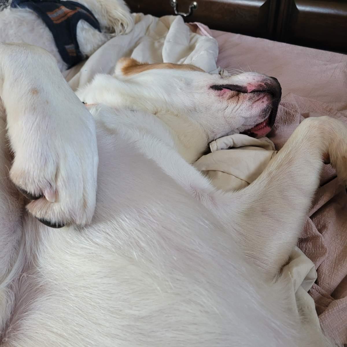 Papa ( Seeking holistic minded adopters), a ADOPTABLE mixed breed in Warren, MI image 6/6