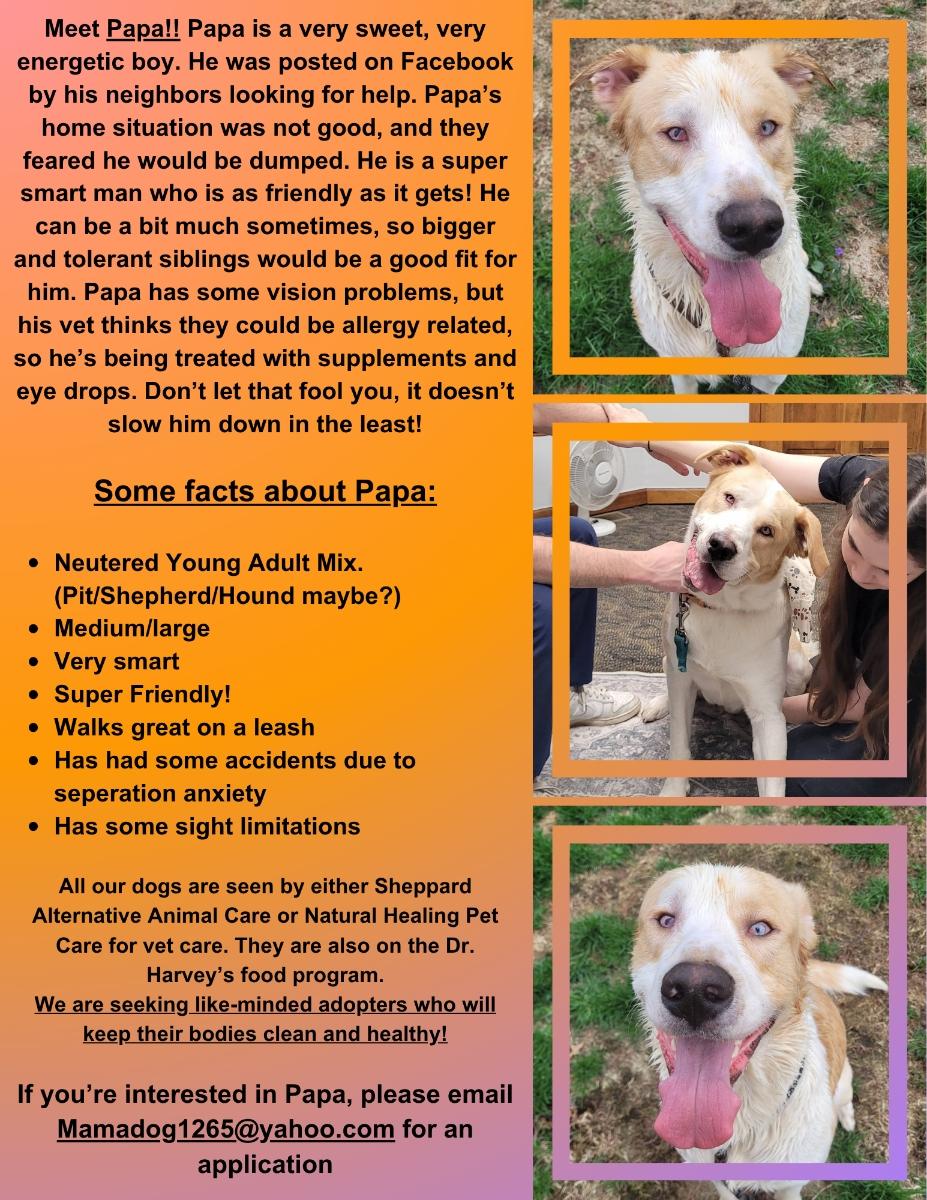 Papa ( Seeking holistic minded adopters), a ADOPTABLE mixed breed in Warren, MI image 2/6