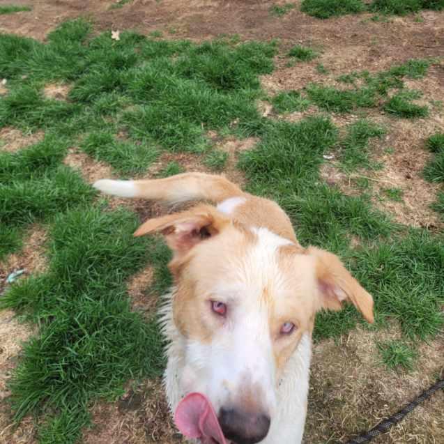 Papa ( Seeking holistic minded adopters), a ADOPTABLE mixed breed in Warren, MI image 3/6