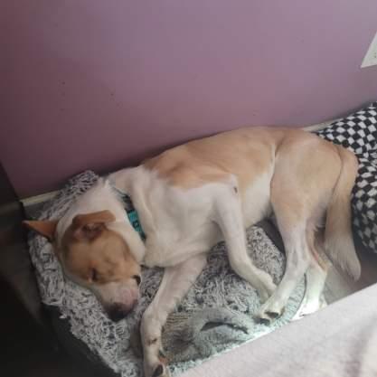 Papa ( Seeking holistic minded adopters), a ADOPTABLE mixed breed in Warren, MI image 5/6