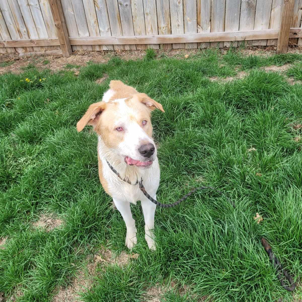 Papa ( Seeking holistic minded adopters), a ADOPTABLE mixed breed in Warren, MI image 4/6