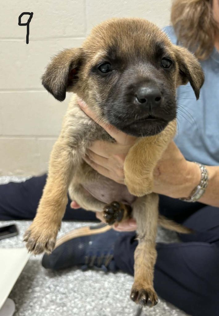 Carroll, Adoptable, Puppy Female German Shepherd Dog & Labrador Retriever.