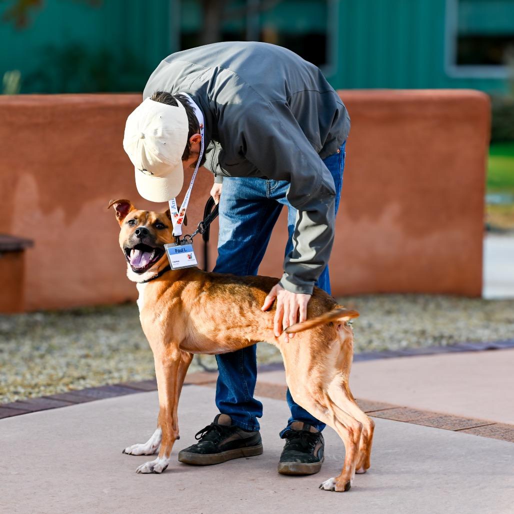 Theo, Adoptable, Young Male Boxer & Pit Bull Terrier.
