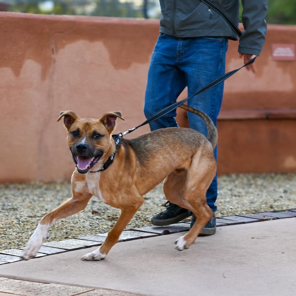 Theo, a Adoptable mixed breed in Albuquerque, NM image 4/6