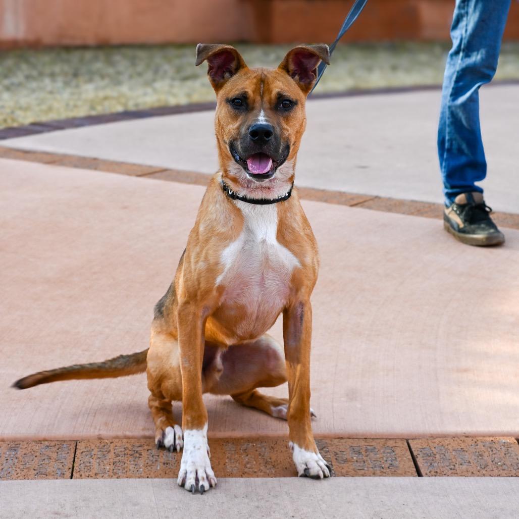 Theo, a Adoptable mixed breed in Albuquerque, NM image 6/6