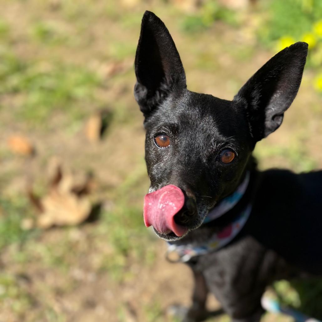 Fae, a Adoptable mixed breed in Santa Barbara, CA image 1/6