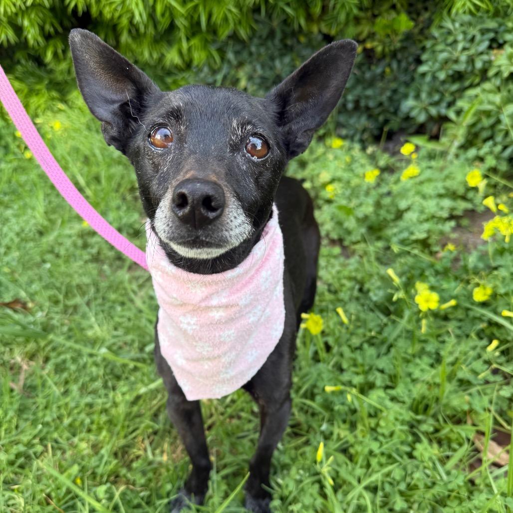 Fae, a Adoptable mixed breed in Santa Barbara, CA image 2/6