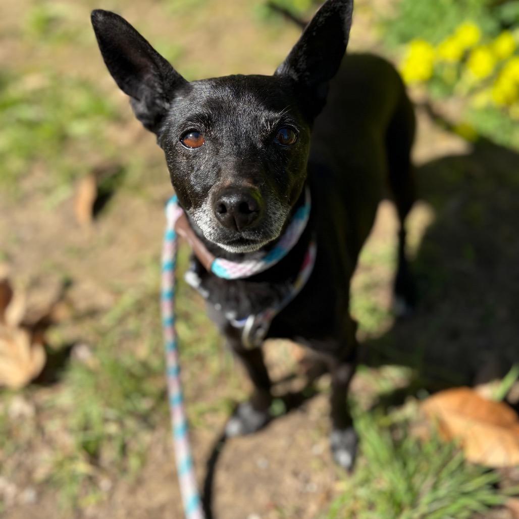 Fae, a Adoptable mixed breed in Santa Barbara, CA image 3/6