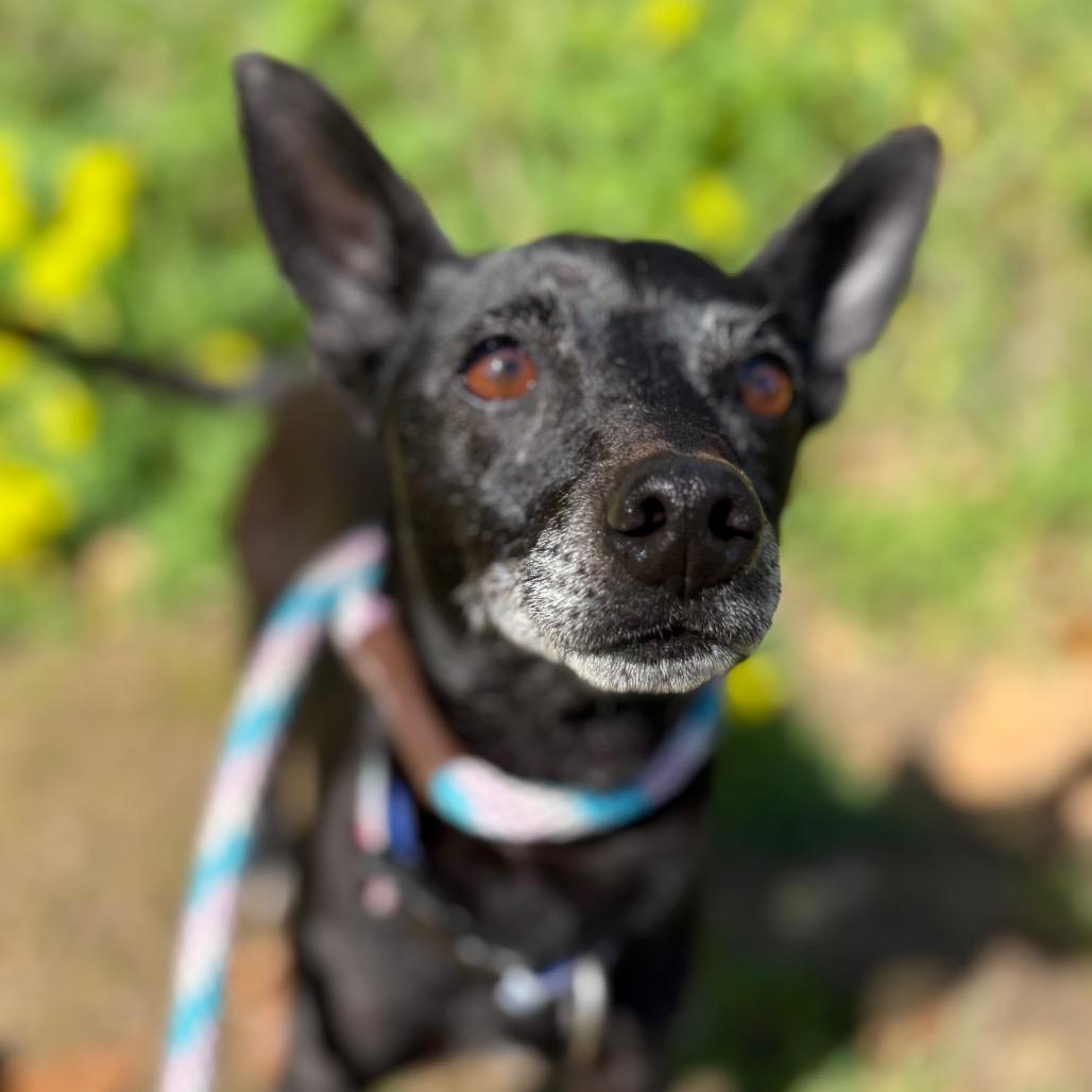 Fae, a Adoptable mixed breed in Santa Barbara, CA image 4/6