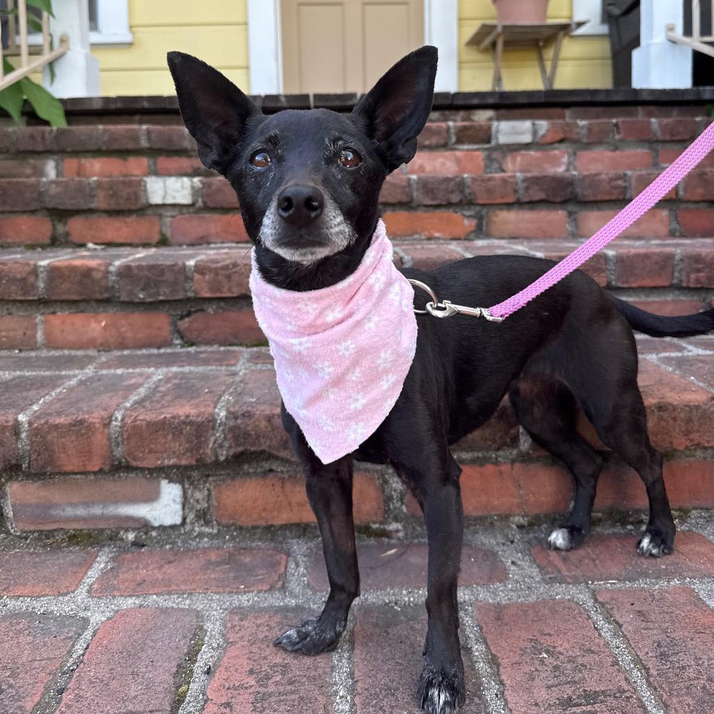 Fae, a Adoptable mixed breed in Santa Barbara, CA image 5/6