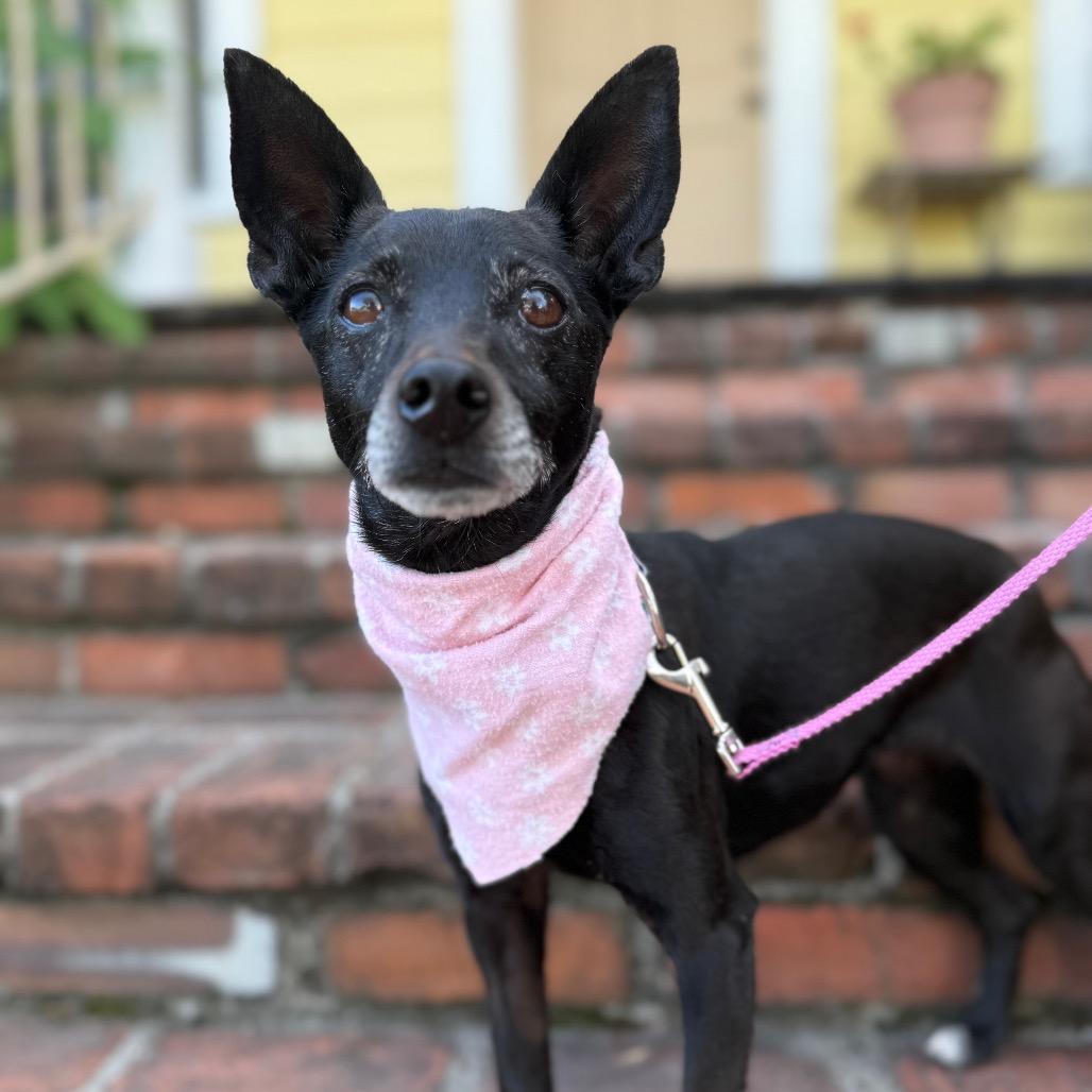 Fae, a Adoptable mixed breed in Santa Barbara, CA image 6/6