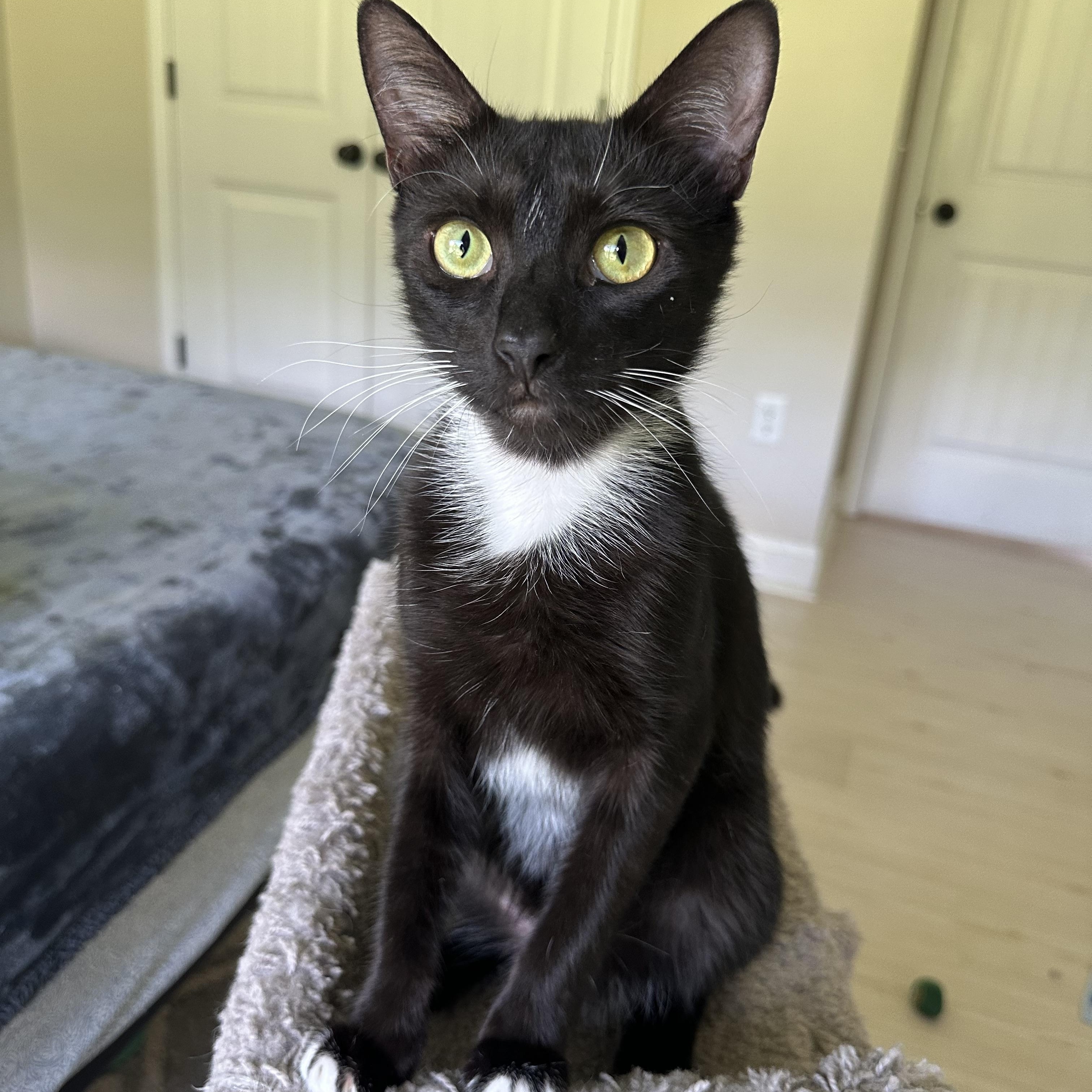 Enlarge Warren, a Adoptable Domestic Short Hair in Savannah, GA image 2/5