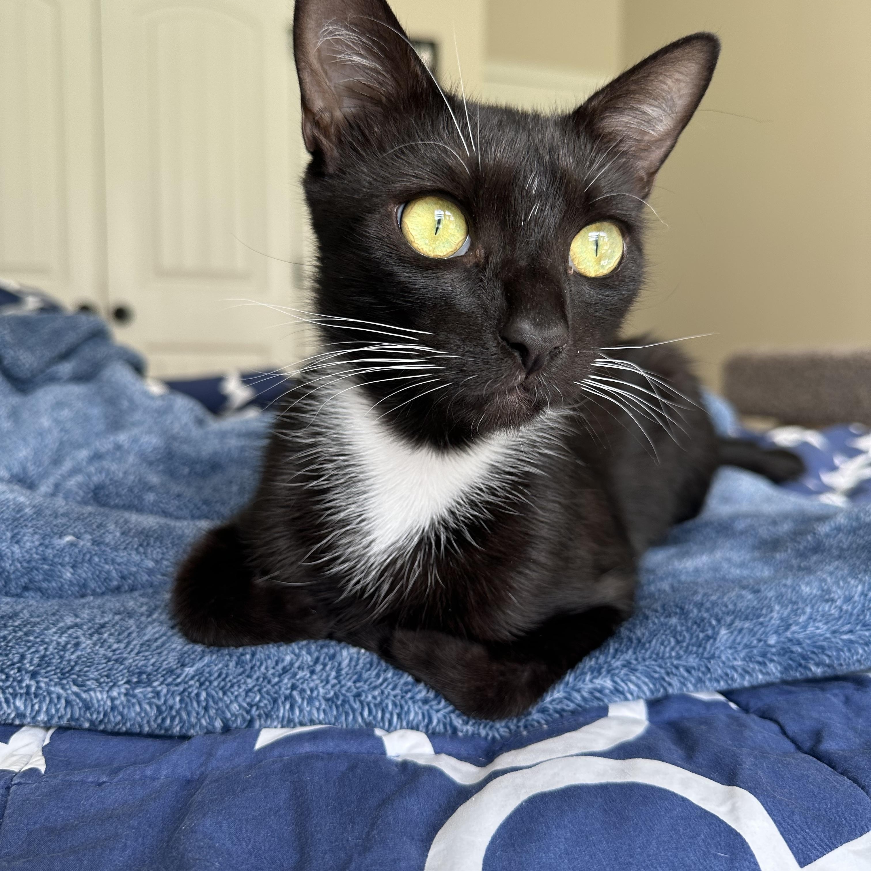Enlarge Warren, a Adoptable Domestic Short Hair in Savannah, GA image 3/5