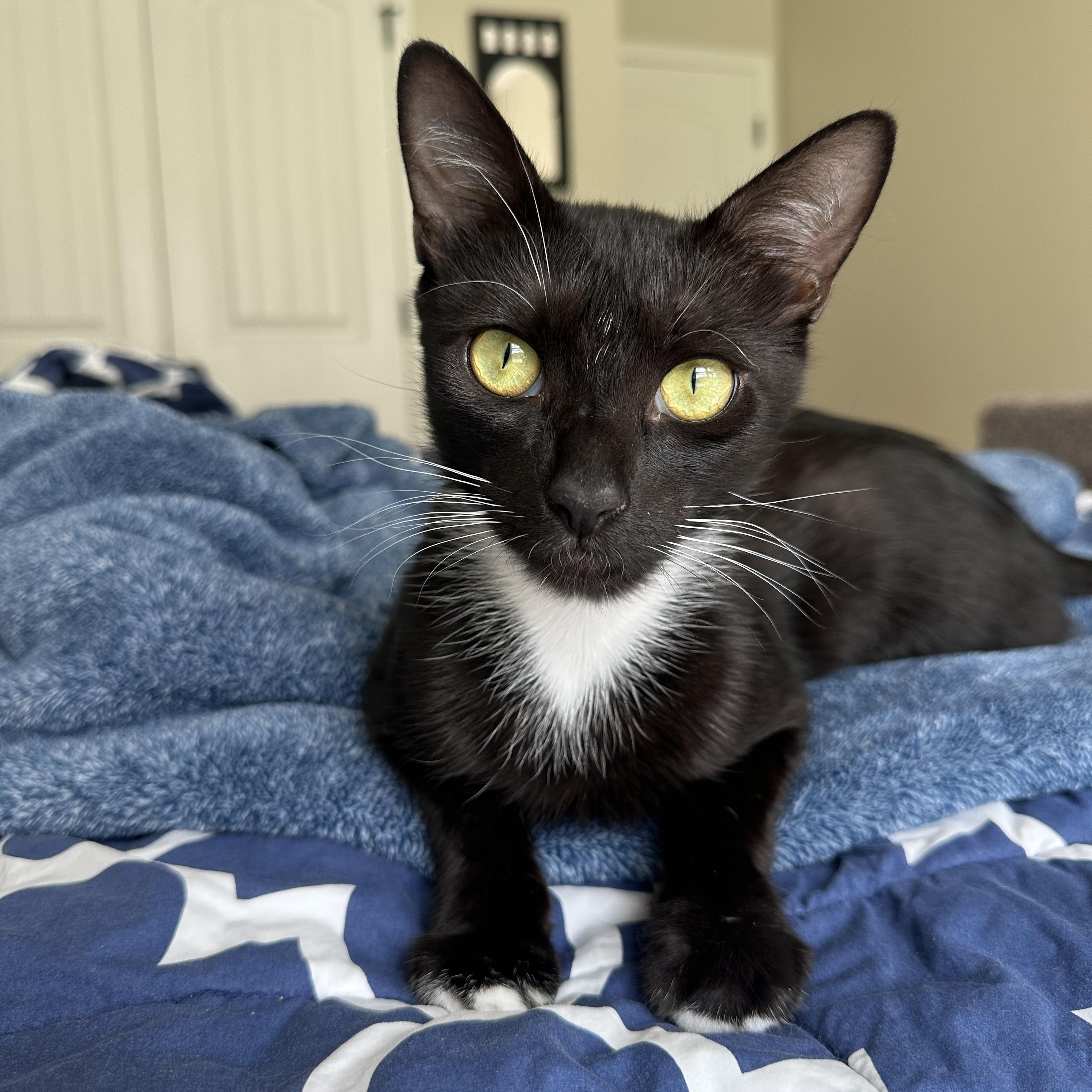 Warren, Adoptable, Adult Male Domestic Short Hair.