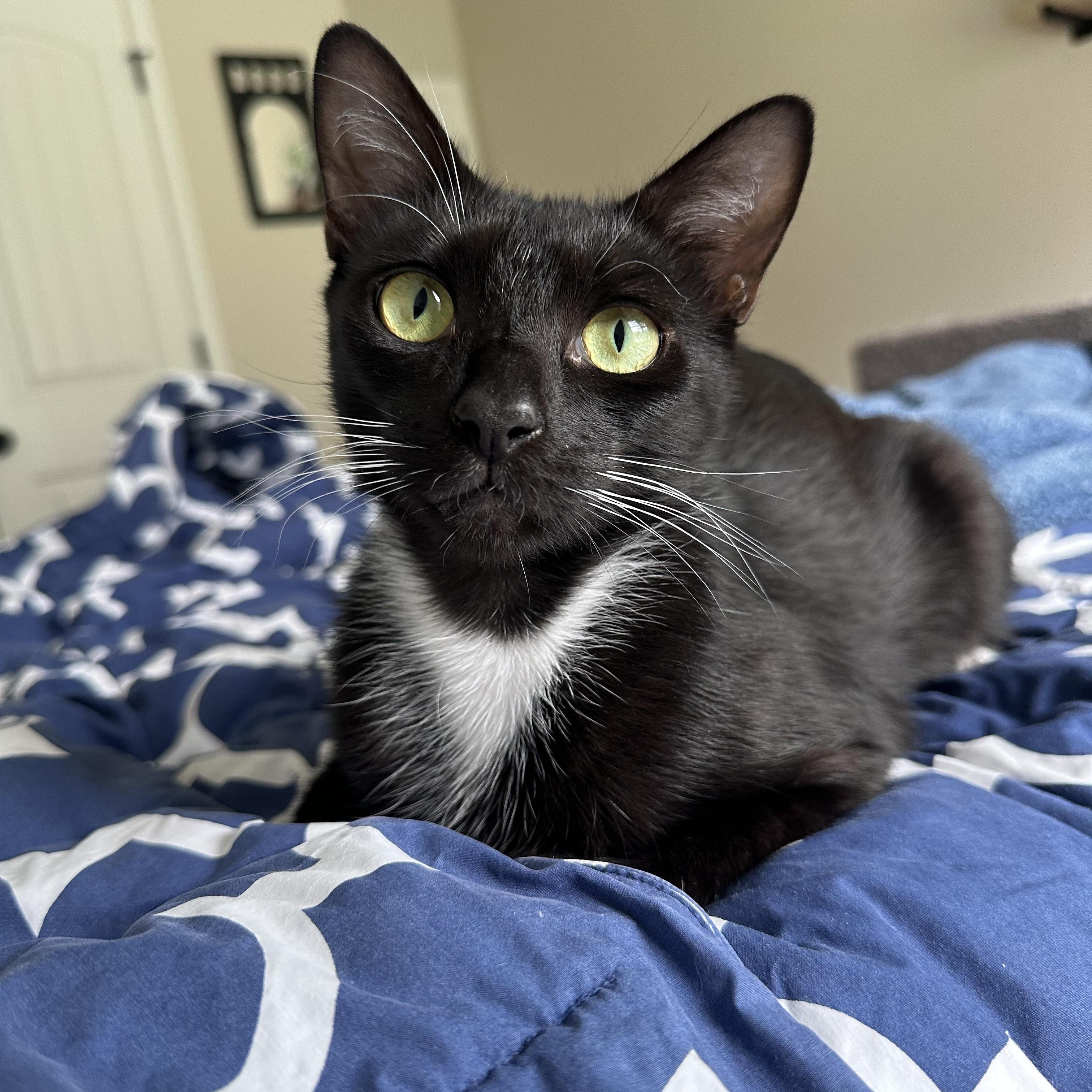 Enlarge Warren, a Adoptable Domestic Short Hair in Savannah, GA image 4/5