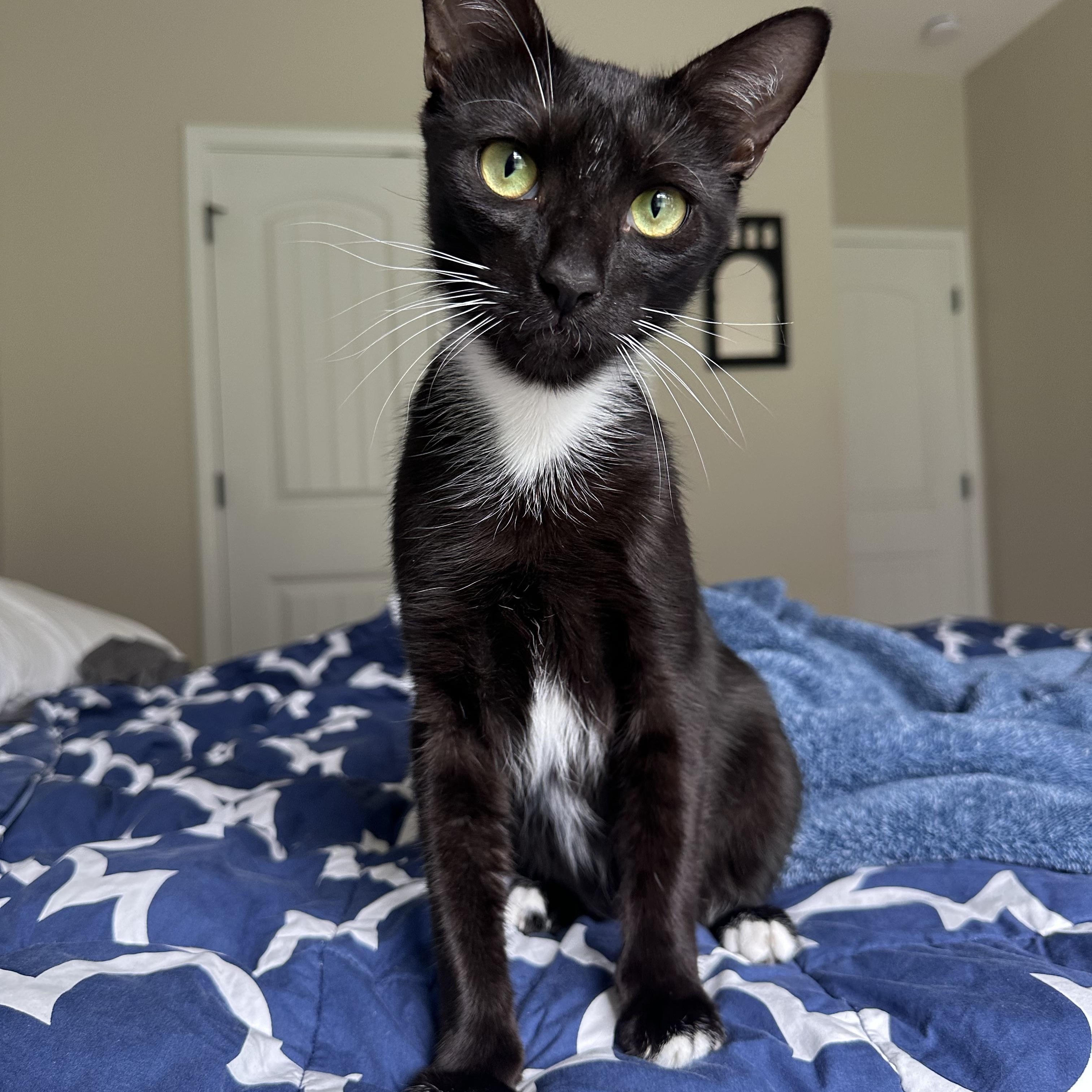 Enlarge Warren, a Adoptable Domestic Short Hair in Savannah, GA image 5/5