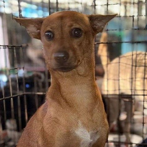 Canela, Adoptable, Adult Female Terrier & Chihuahua.