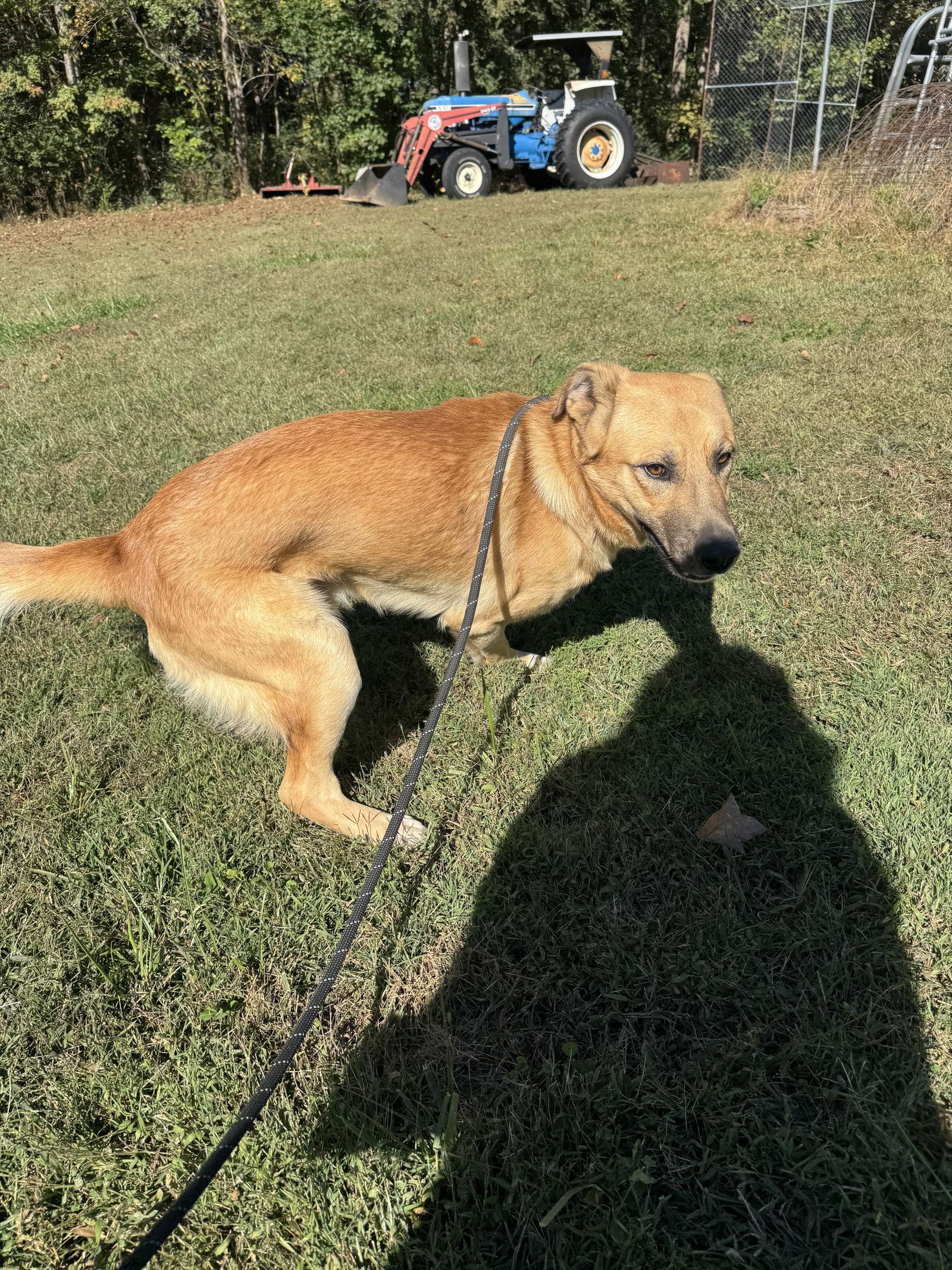Enlarge Rusty, a Adoptable German Shepherd Dog in Sparta, TN image 2/2