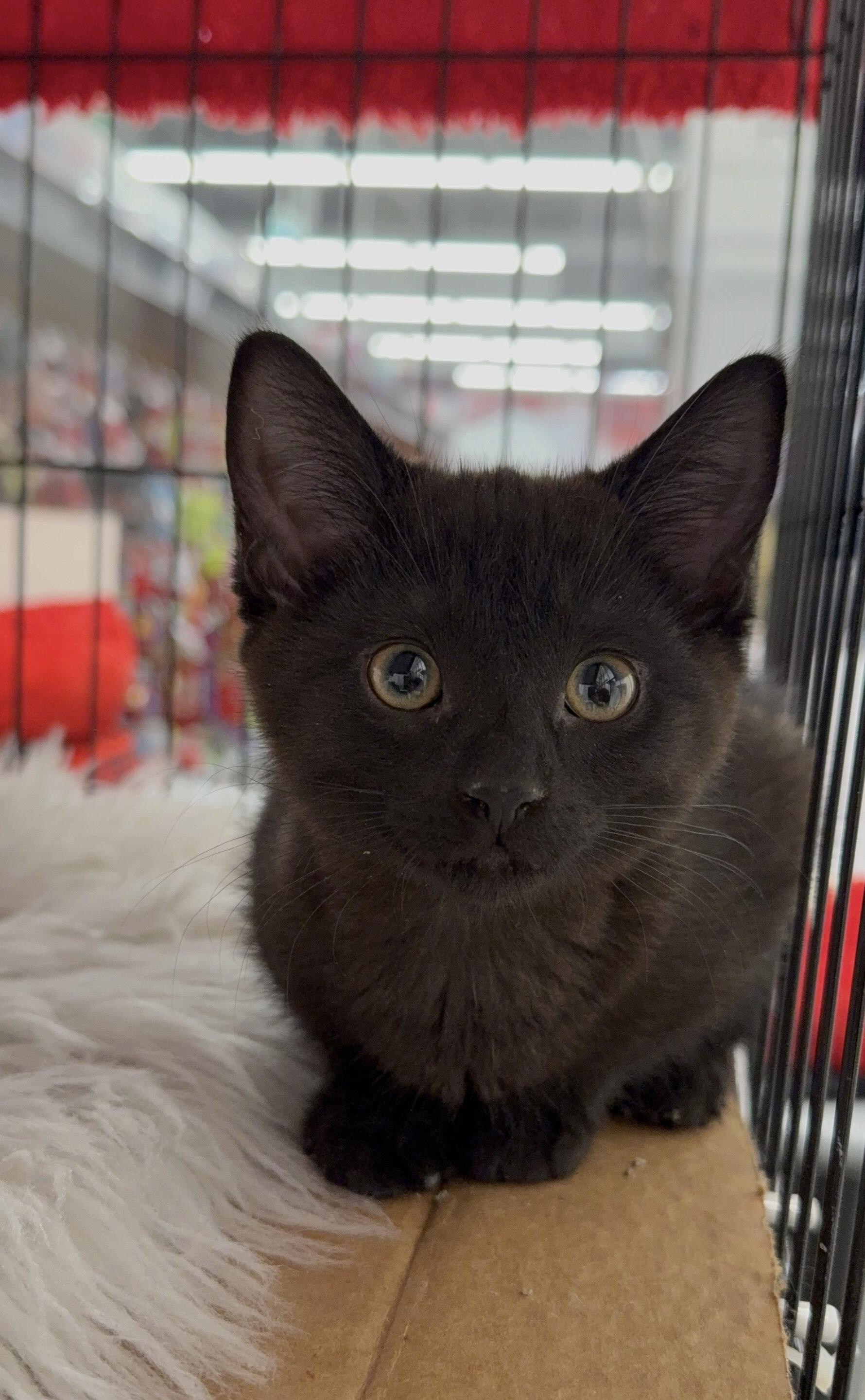 Aura, adopted, Kitten Female Domestic Short Hair.