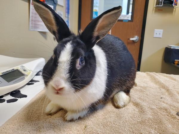 Enlarge Twiddle, a Adoptable mixed breed in Oceanside, CA image 1/1