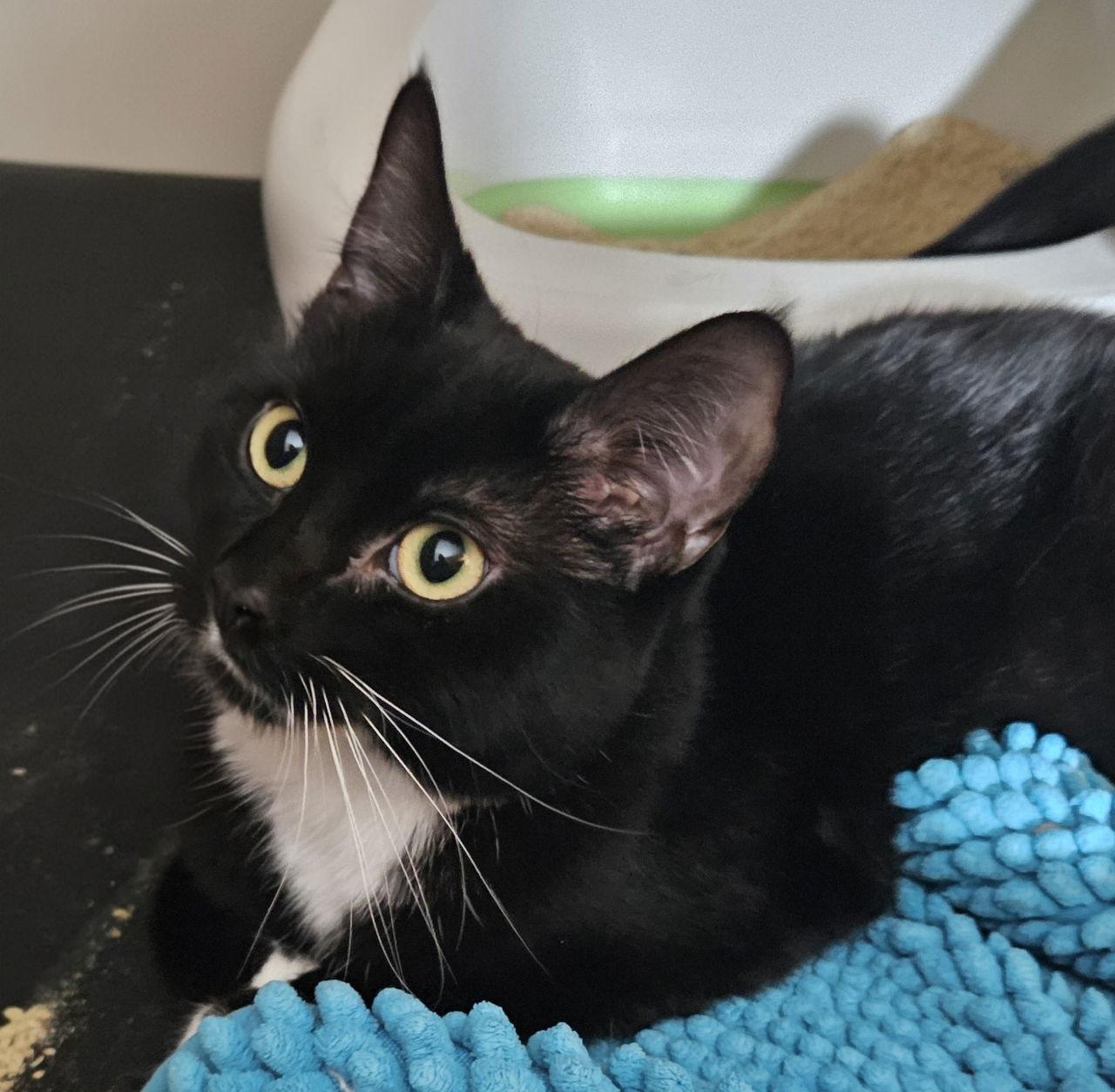 Enlarge Rosie SC, a Adoptable Tuxedo in Napa, CA image 1/3