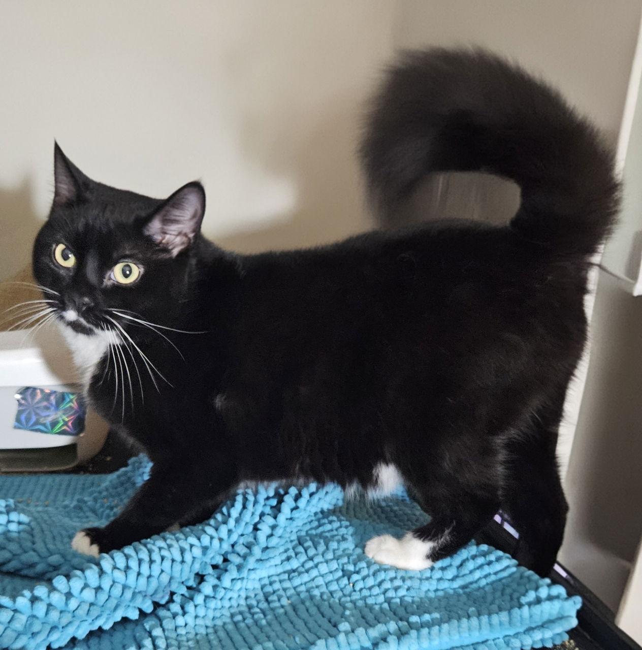 Enlarge Rosie SC, a Adoptable Tuxedo in Napa, CA image 2/3