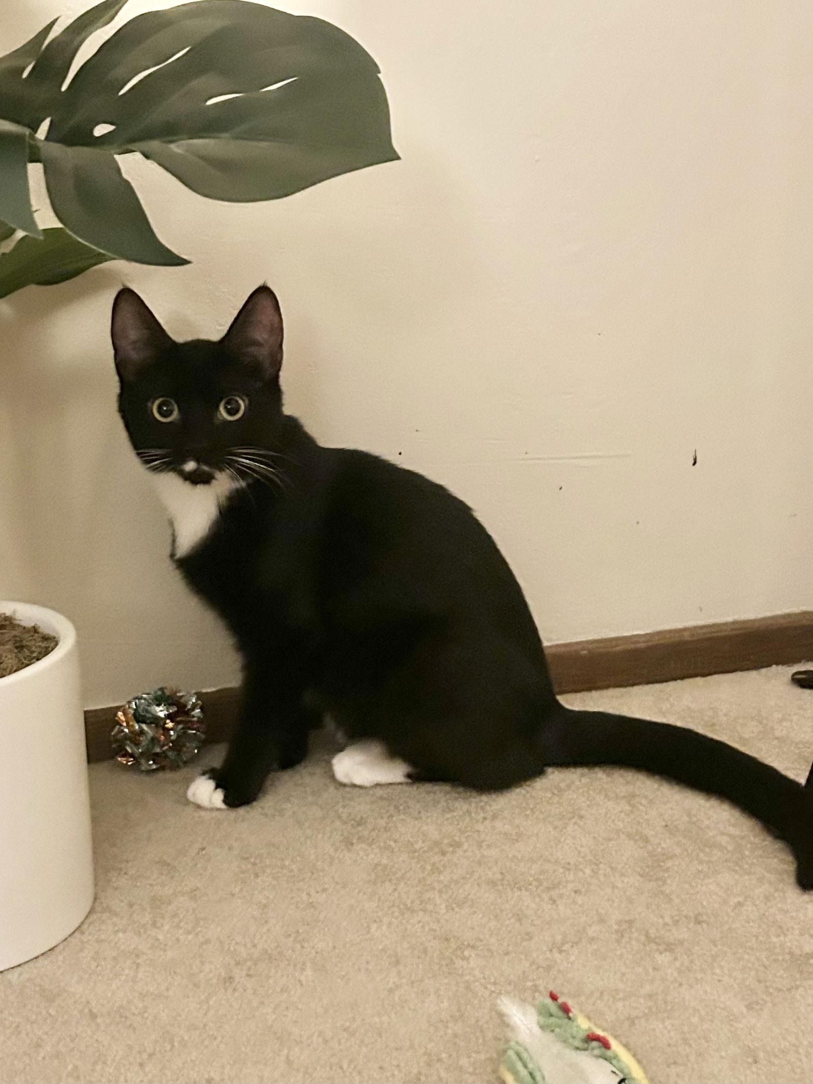 Enlarge Rosie SC, a Adoptable Tuxedo in Napa, CA image 3/3