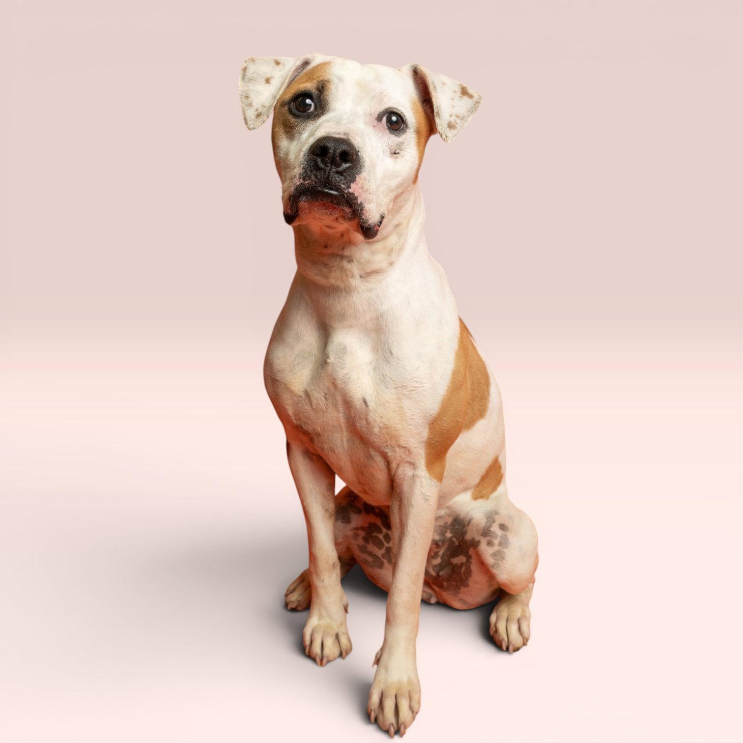 Mabel, Adoptable, Young Female Pit Bull Terrier.