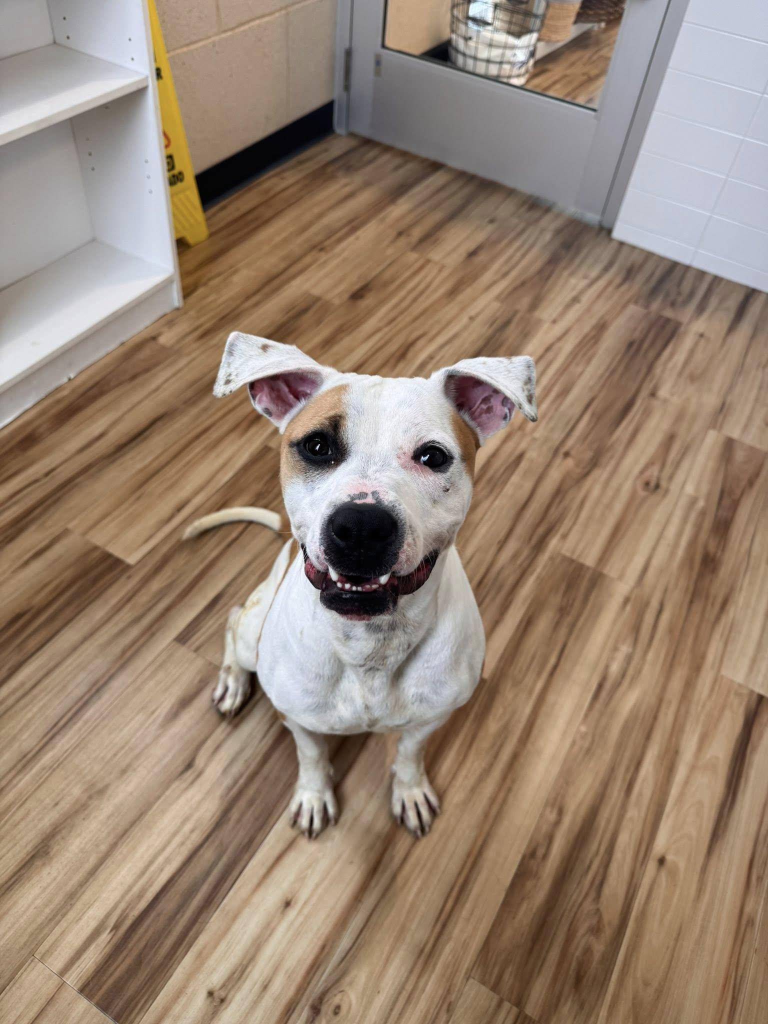 Enlarge Mabel, a Adoptable Pit Bull Terrier in Richardson, TX image 2/3