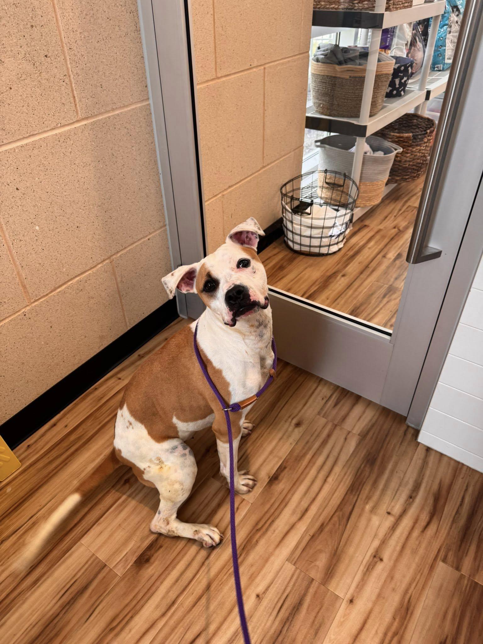 Enlarge Mabel, a Adoptable Pit Bull Terrier in Richardson, TX image 3/3