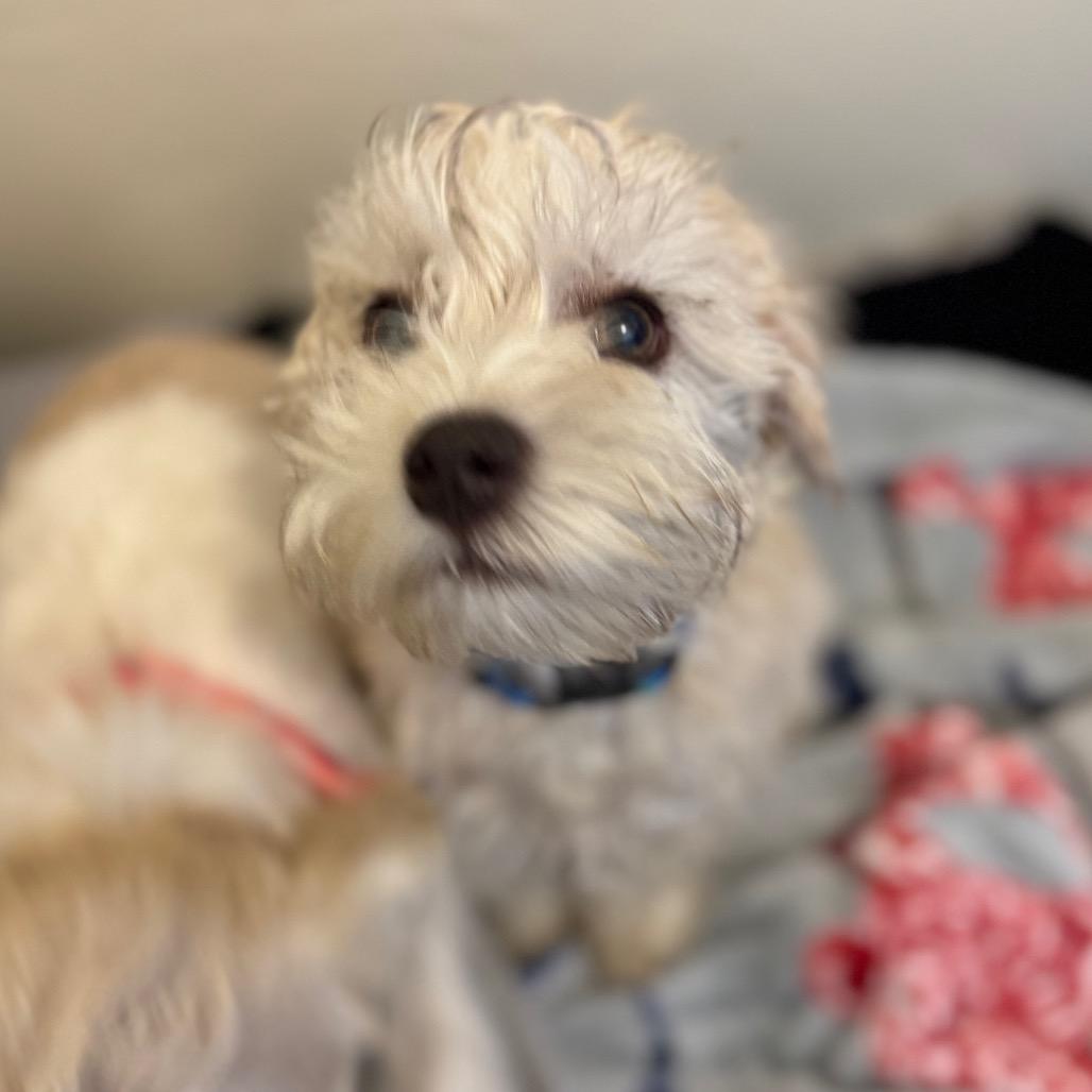 Hobbs, Adoptable, Puppy Male Mixed Breed.