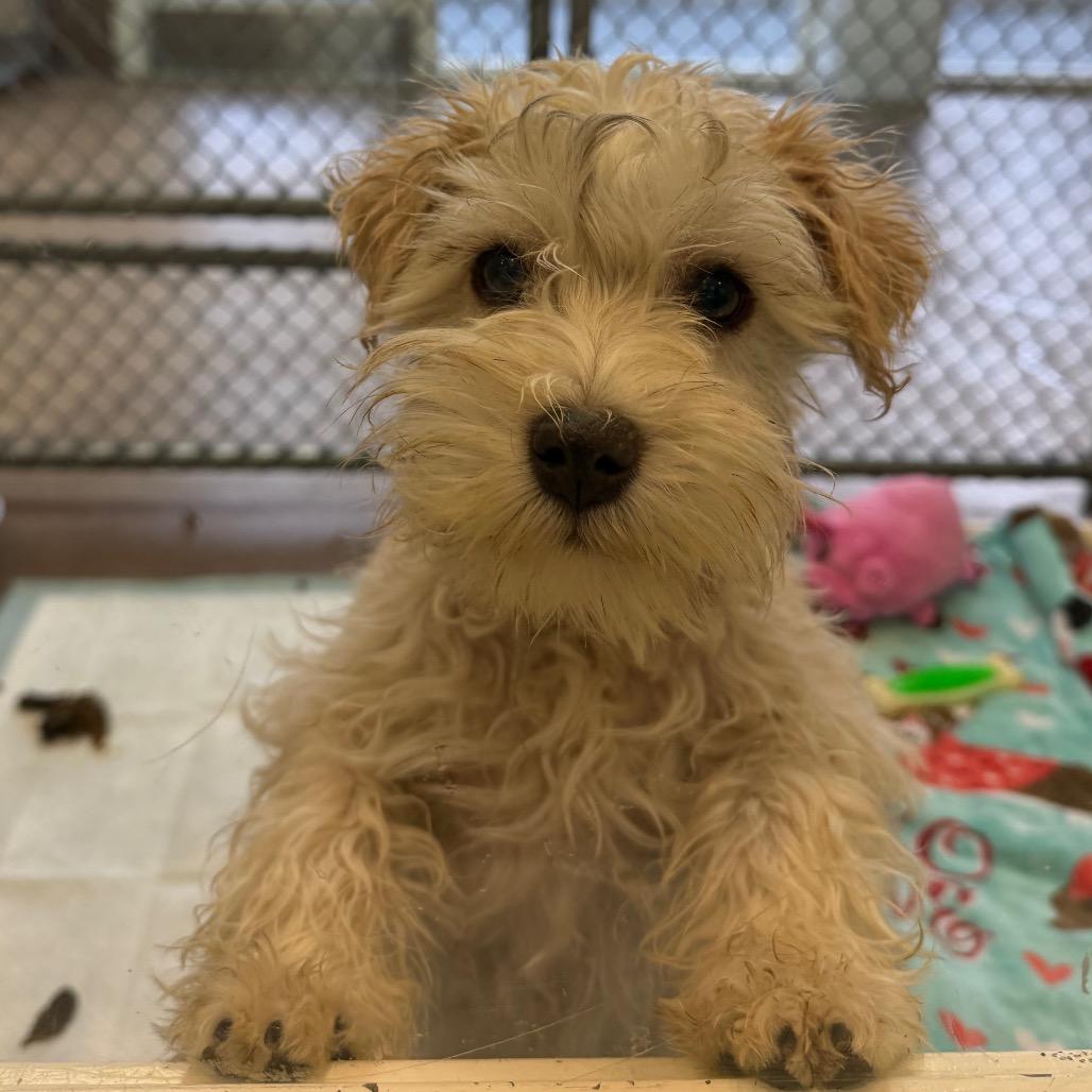 Enlarge Hobbs, a Adoptable Mixed Breed in Hendersonville, NC image 2/3