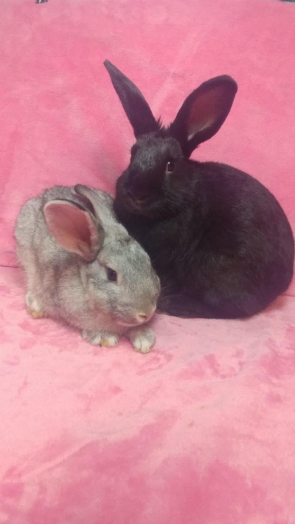 Dawn & Dusk, Adoptable, Adult Male Bunny Rabbit & Chinchilla.