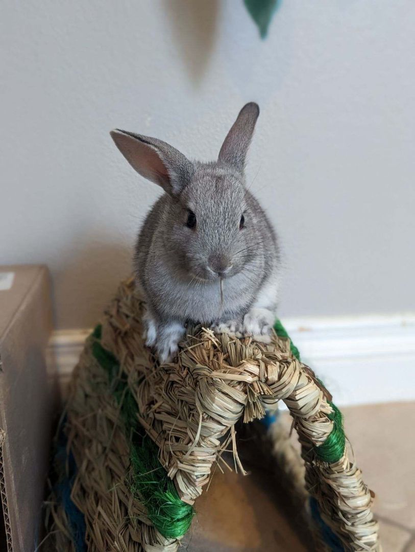 Dawn & Dusk, Adoptable, Adult Male Bunny Rabbit & Chinchilla.