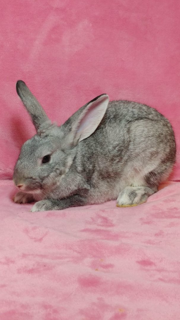 Dawn & Dusk, a Adoptable mixed breed in Lake Elsinore, CA image 4/12