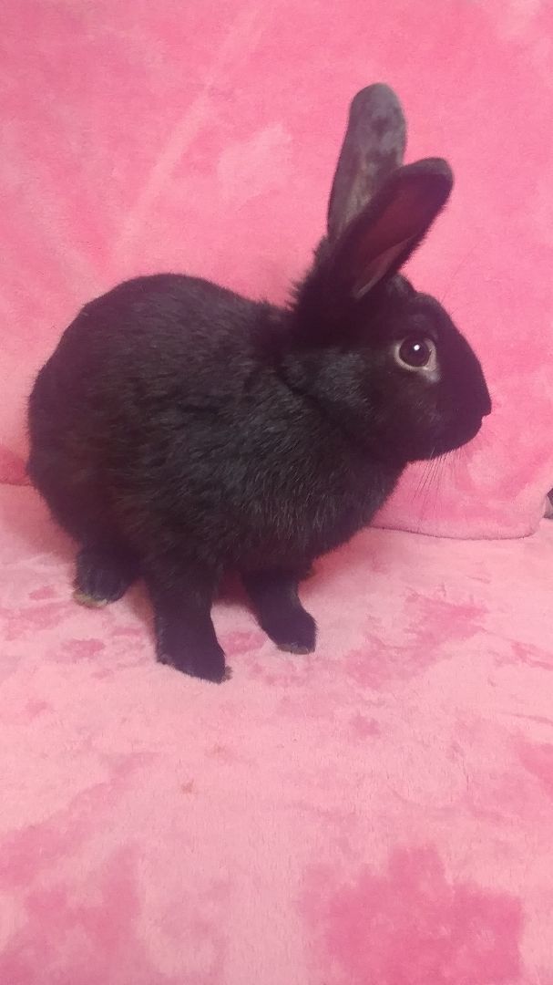 Dawn & Dusk, a Adoptable mixed breed in Lake Elsinore, CA image 5/12