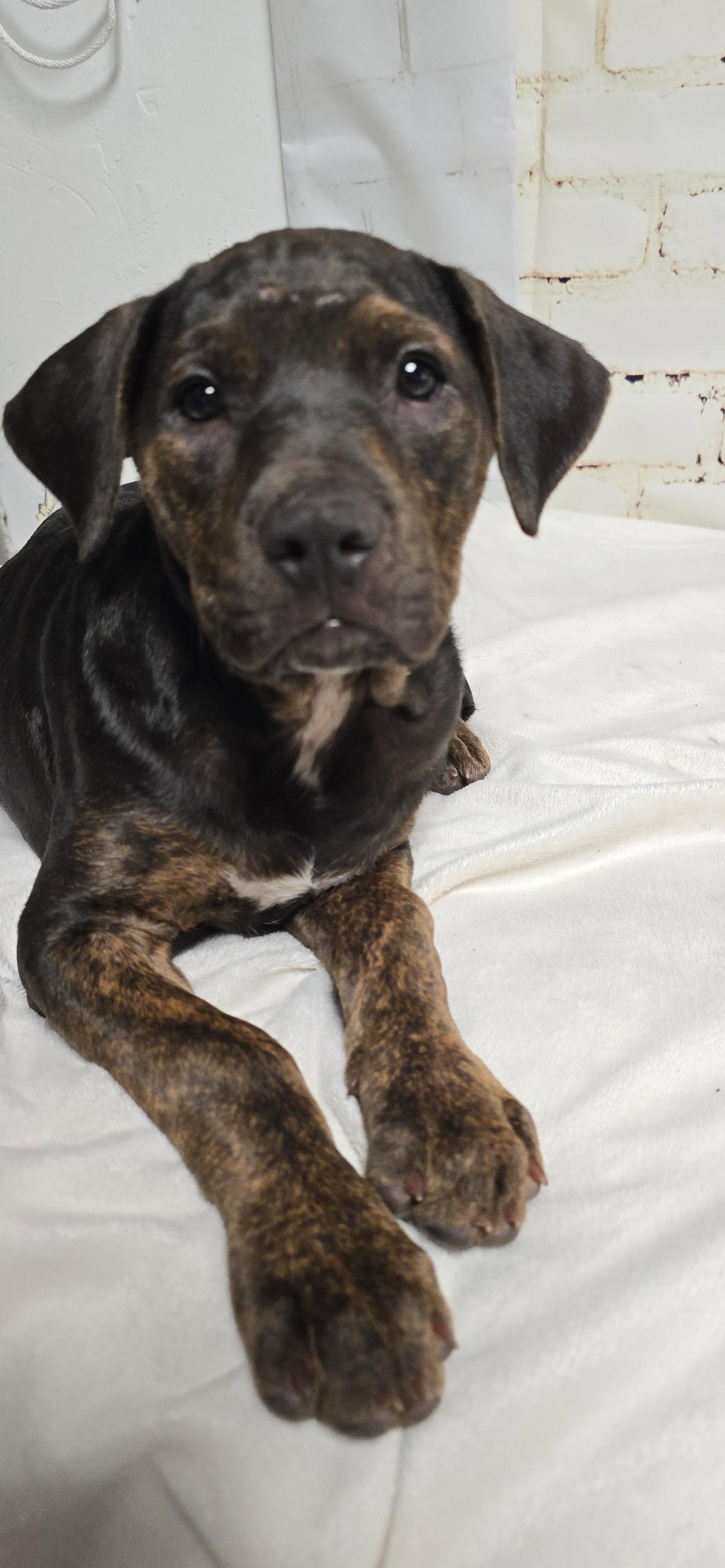 Enlarge Flora, a Adoptable Pit Bull Terrier in Sunnyvale, CA image 1/1