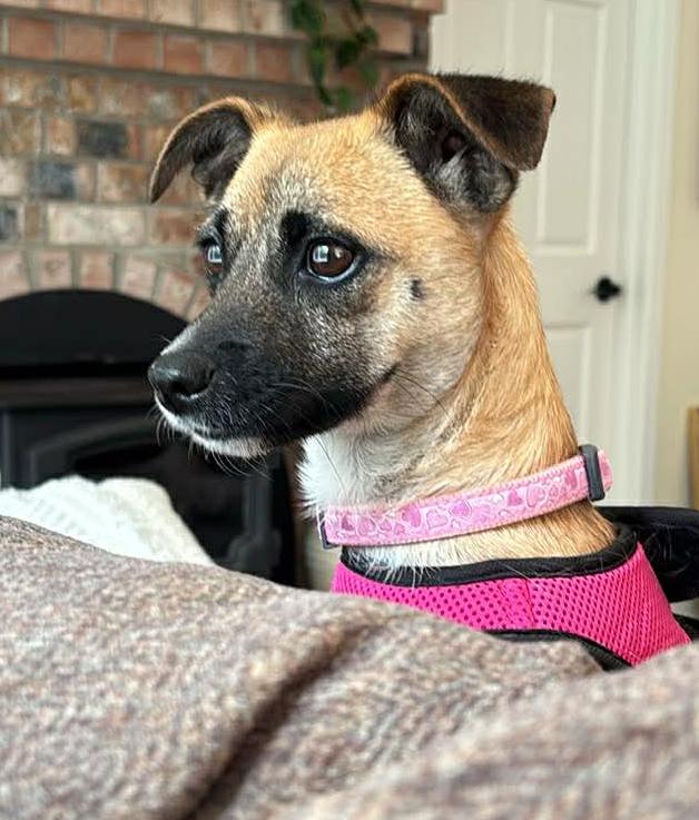 Subaru, adopted, Adult Female Chihuahua.