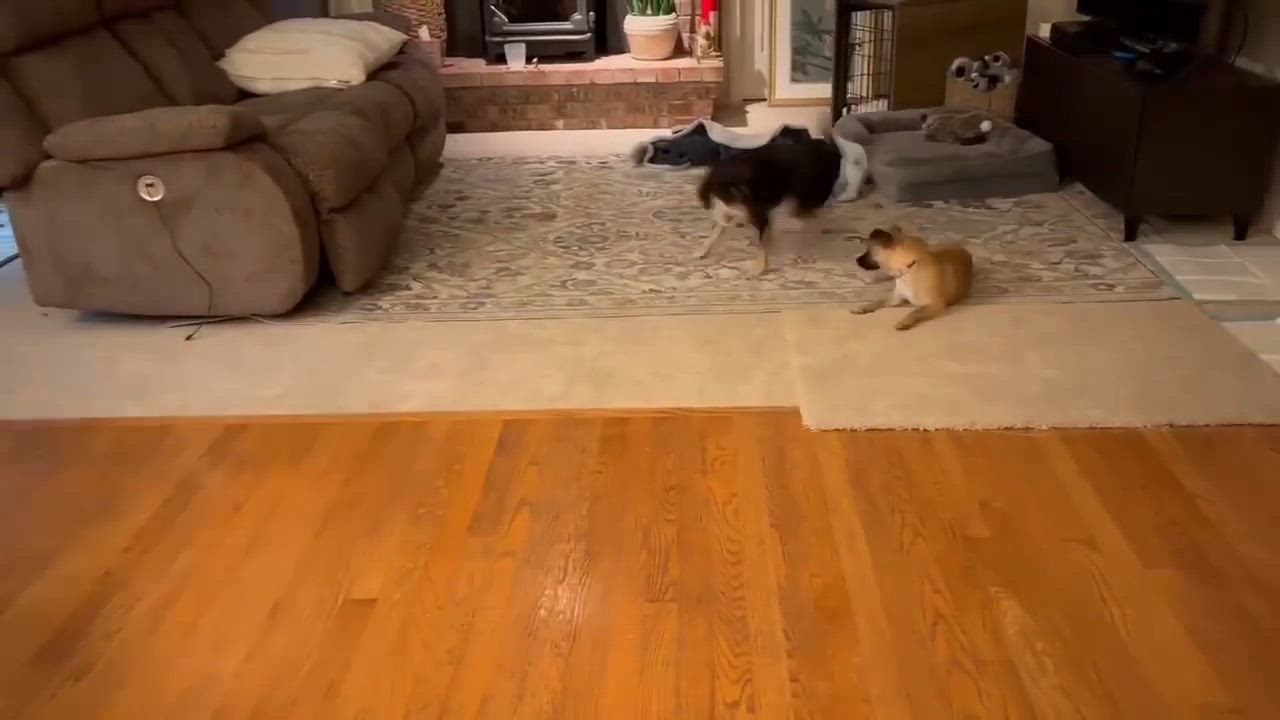 Enlarge Subaru, an adopted mixed breed in Silvana, WA video 1/2