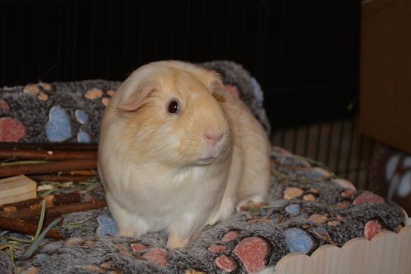 Enlarge Finn, a Adoptable mixed breed in San Diego, CA image 1/6