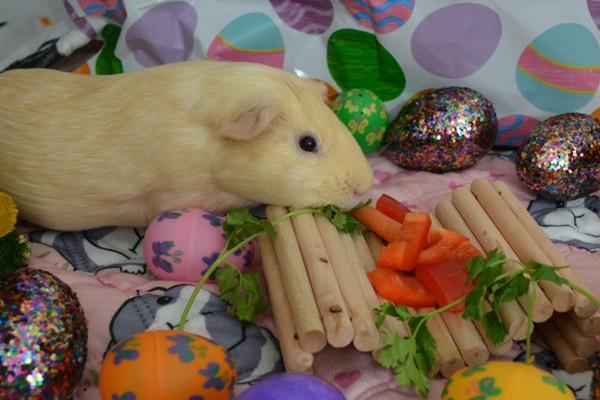 Enlarge Finn, a Adoptable mixed breed in San Diego, CA image 2/6