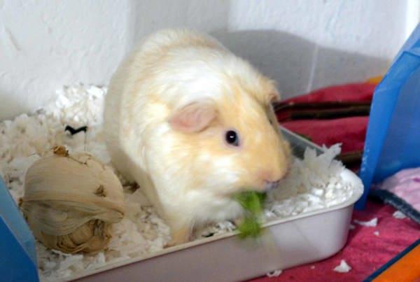 Enlarge Finn, a Adoptable mixed breed in San Diego, CA image 3/6