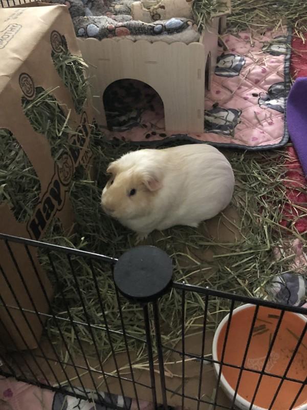 Enlarge Finn, a Adoptable mixed breed in San Diego, CA image 4/6