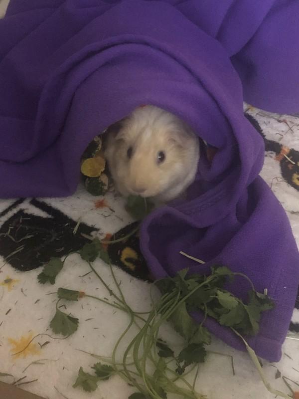 Enlarge Finn, a Adoptable mixed breed in San Diego, CA image 5/6