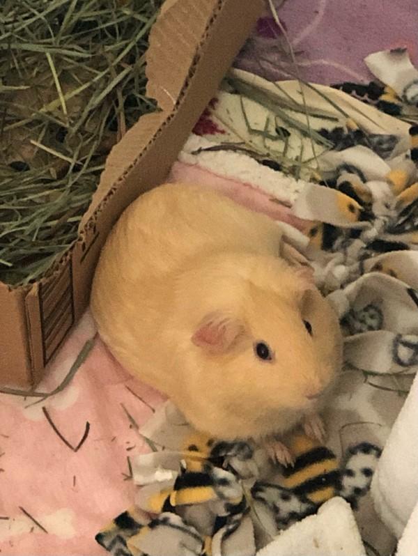 Enlarge Finn, a Adoptable mixed breed in San Diego, CA image 6/6