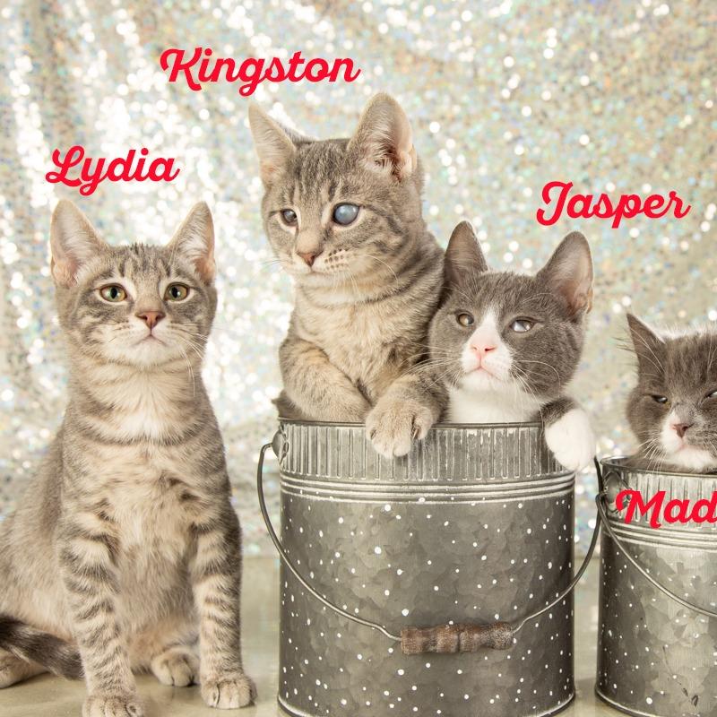 Enlarge Kingston, a Adoptable Domestic Short Hair in Springfield, MO image 1/1