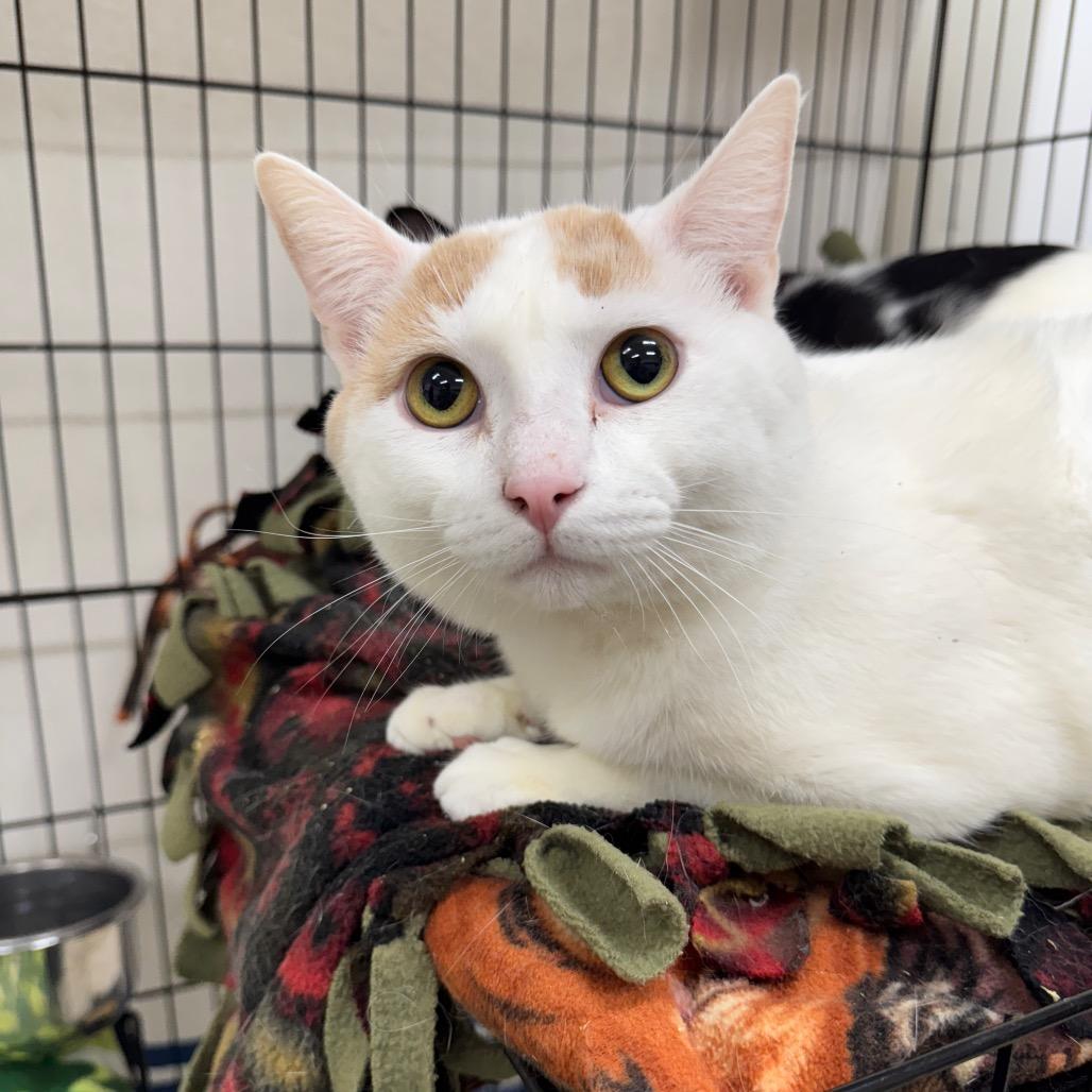 Barron, Adoptable, Adult Male Domestic Short Hair.