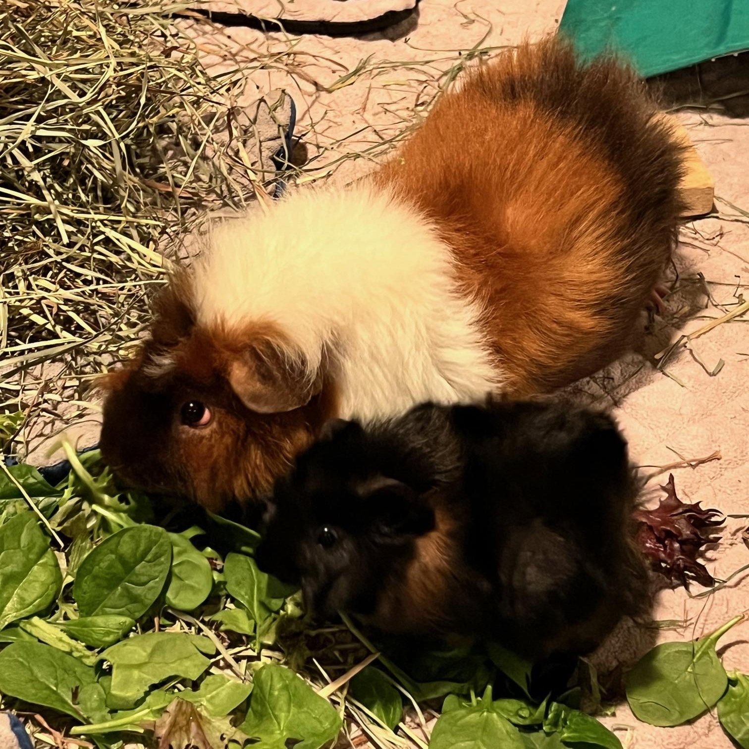 Parsley and Rusty, ADOPTABLE, Baby Male Rex & Abyssinian.